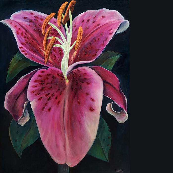 A stargazer lilly